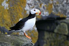 Horned Puffin